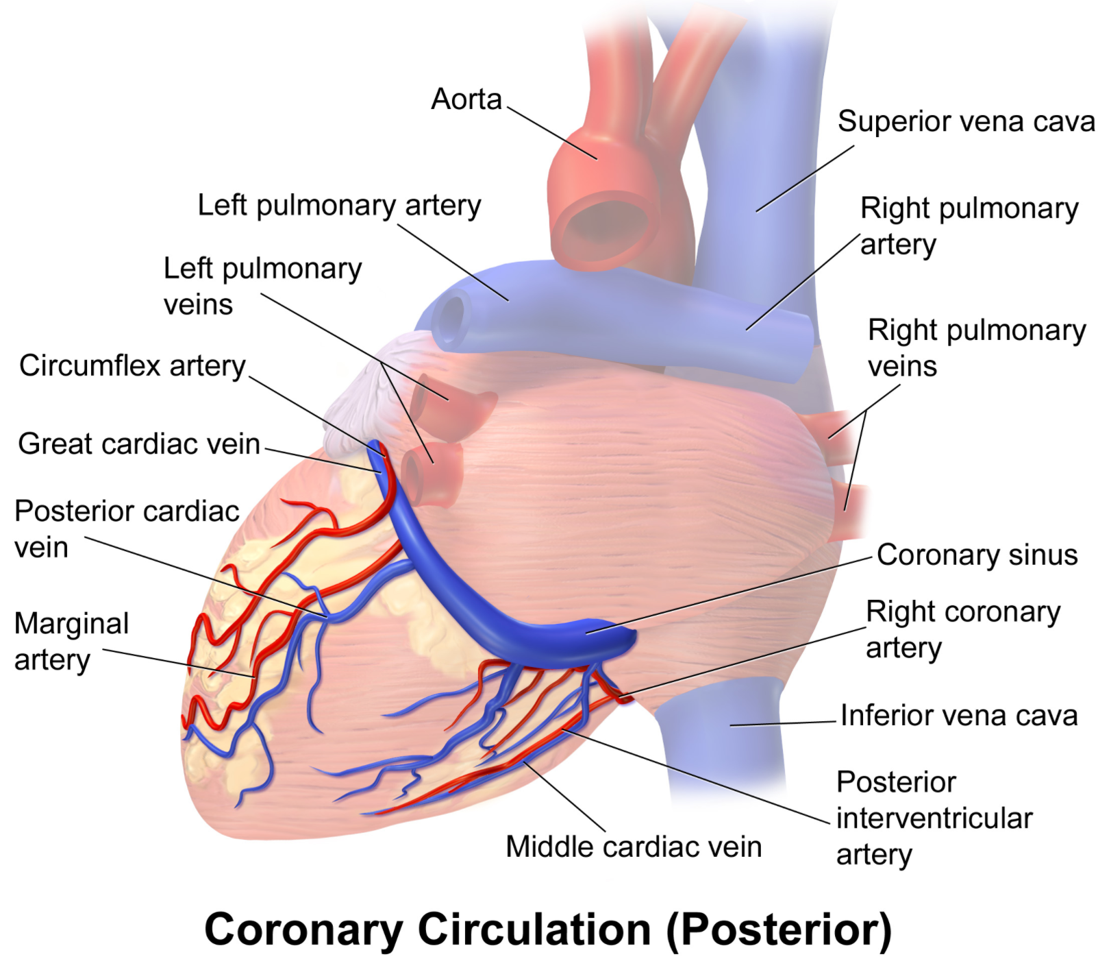 Anat 10