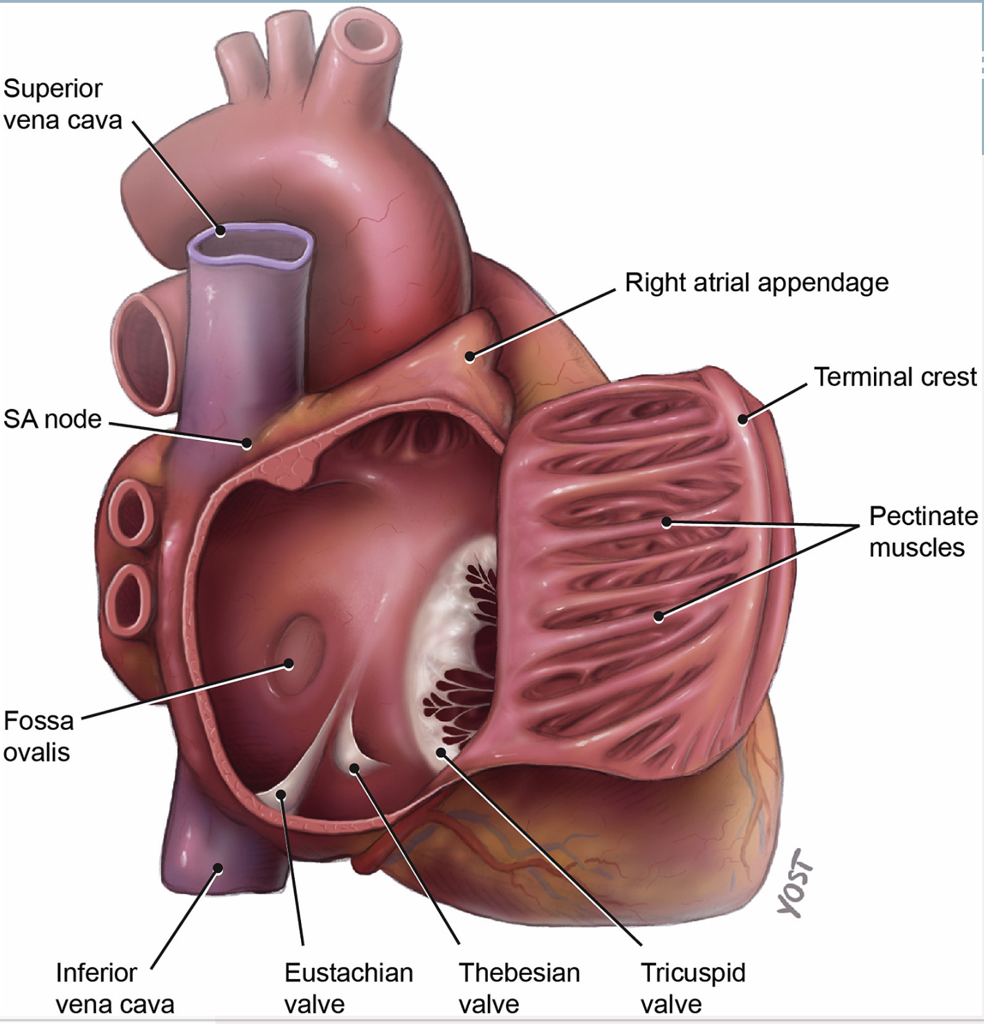 Anat 11