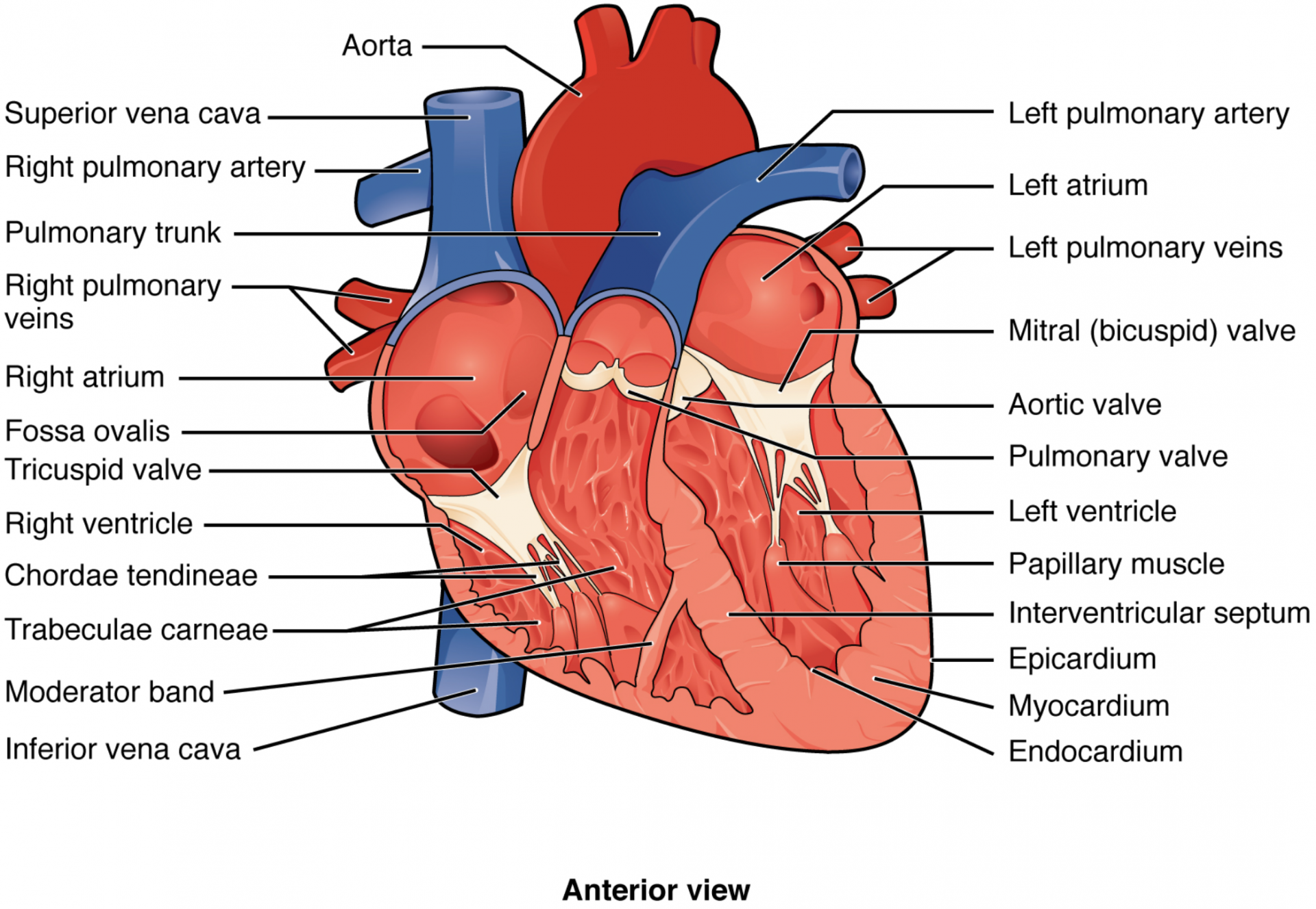 Anat 14