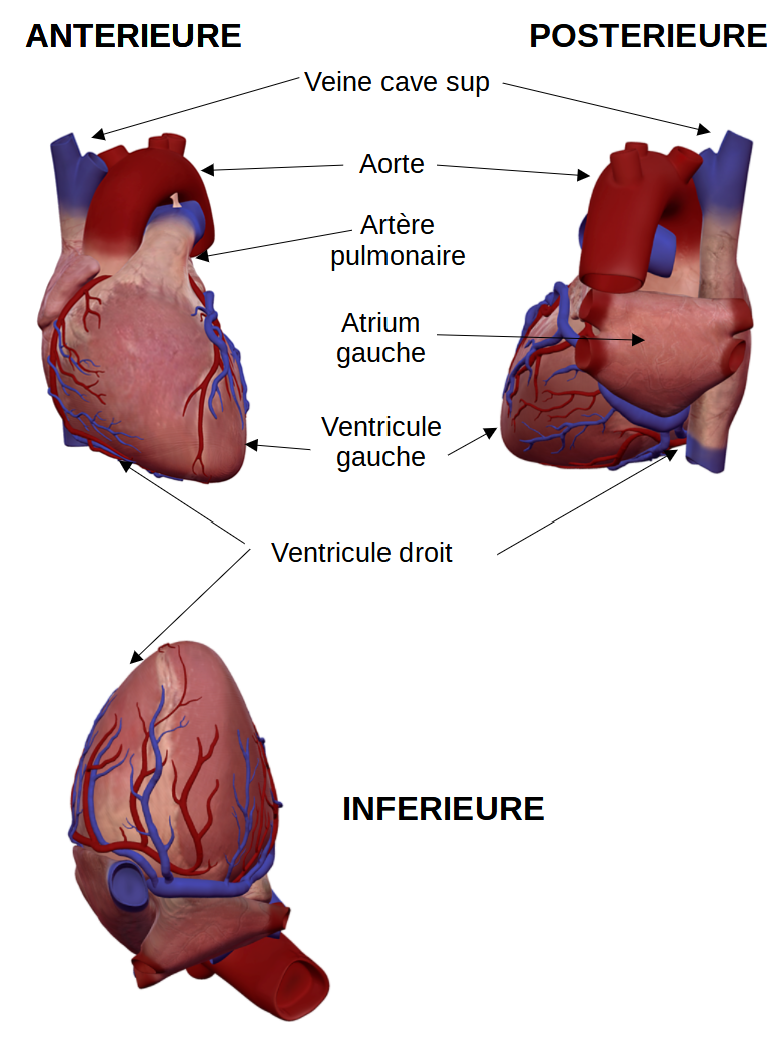 Anat 2