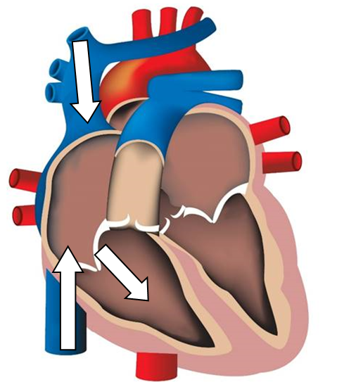 Anat 3 1