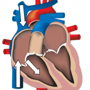 Anat 3