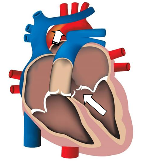 Anat 6