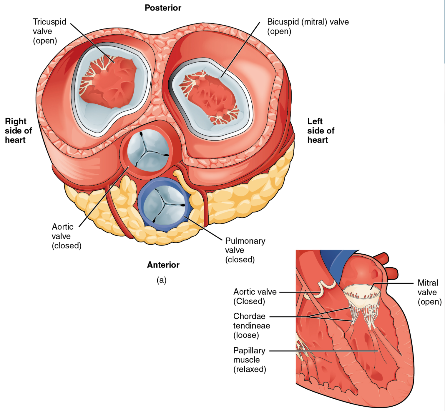 Anat 7