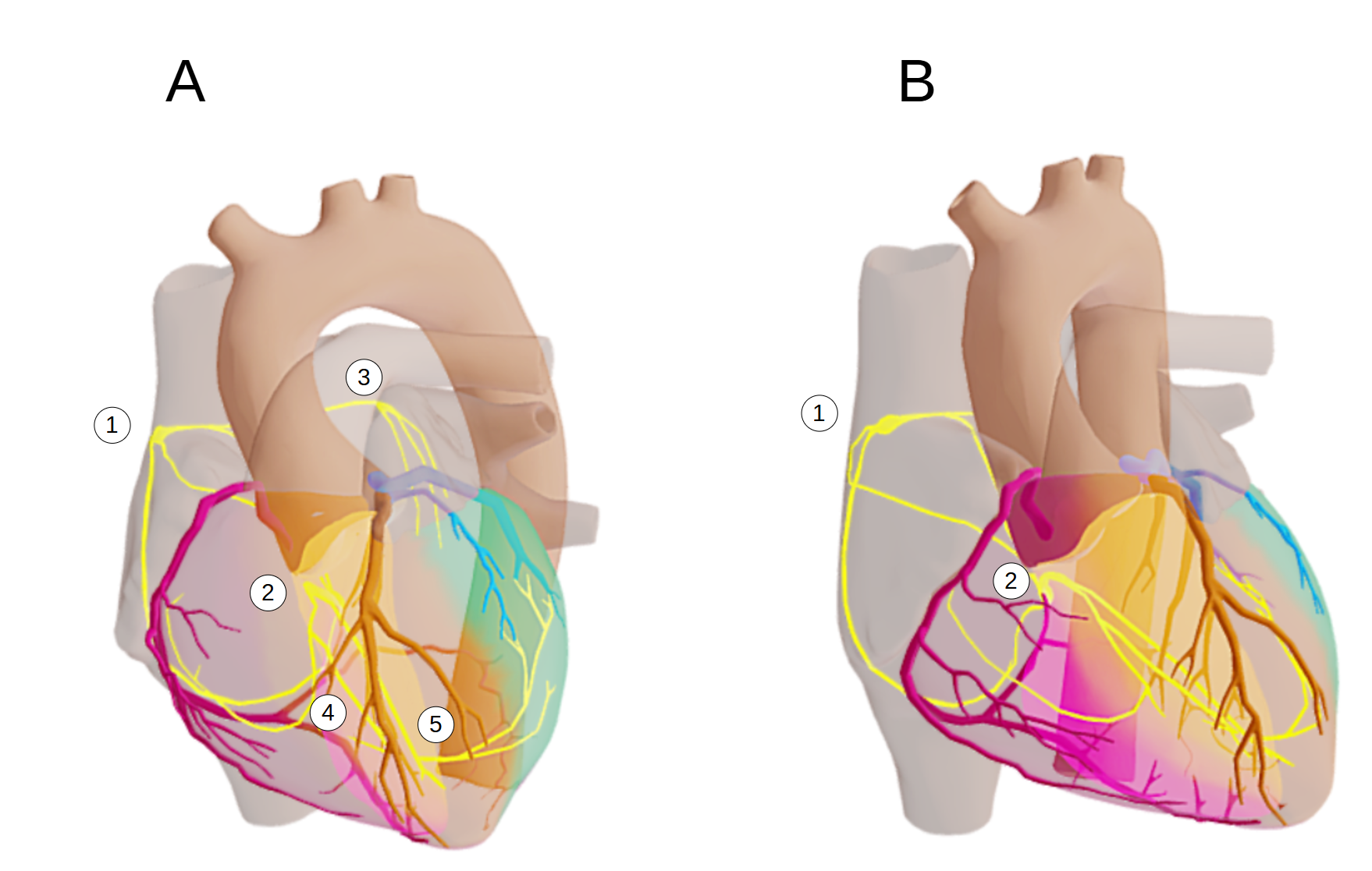 Anat 8