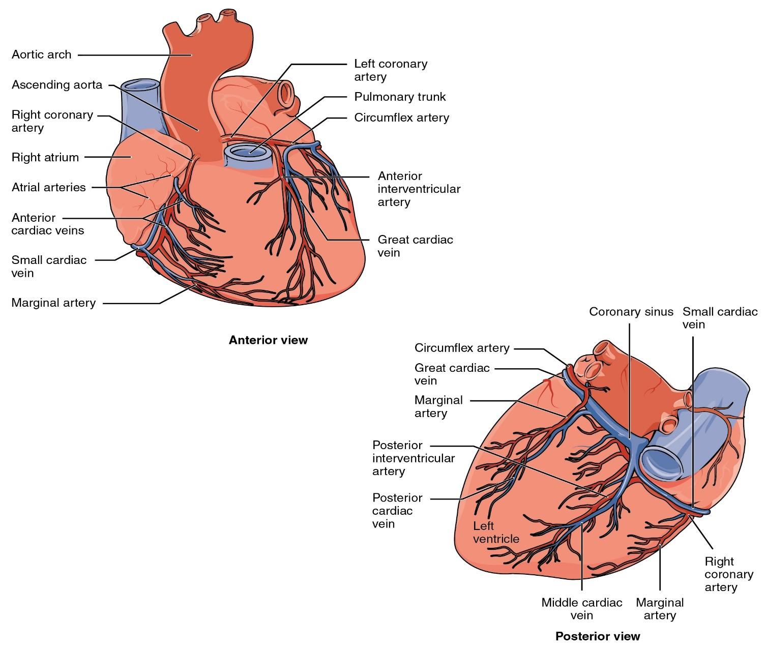 Anat 9