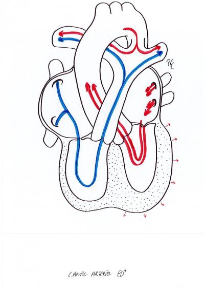 Canal arteriel1